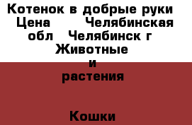 Котенок в добрые руки › Цена ­ 1 - Челябинская обл., Челябинск г. Животные и растения » Кошки   . Челябинская обл.